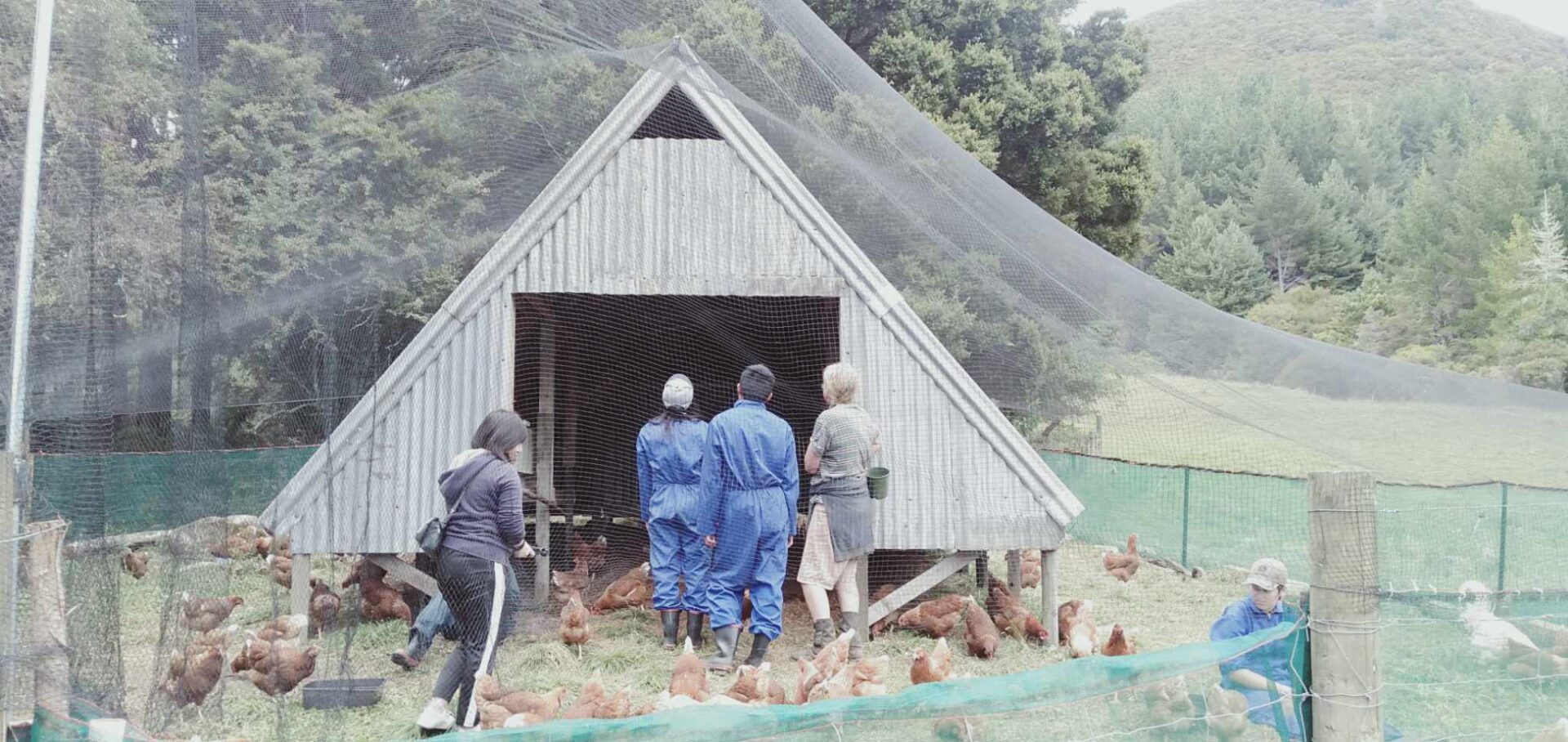 Final construction of the new chook house