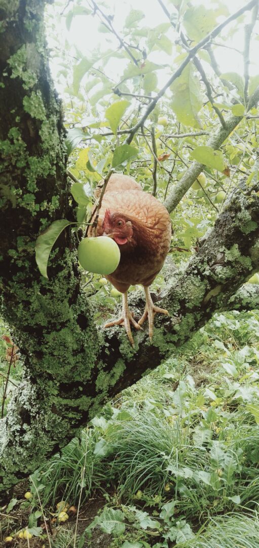 Hen illegally tasting the fruit before it has fallen to the ground!