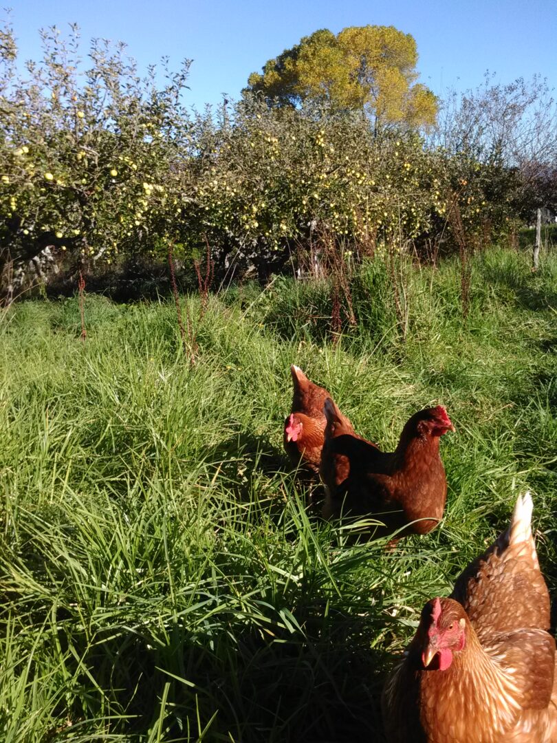 Hens around the fruit trees