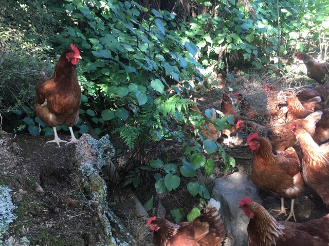 Ellis Creek Farm Chooks in the forest